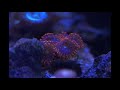 Utter Chaos Zoanthid Time Lapse in my 90 Gallon Reef Tank!