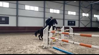 Capriol 18 for sale young energetic showjumping mare