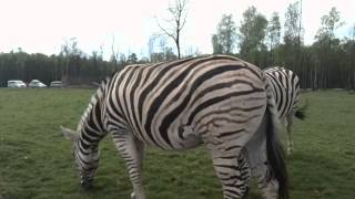 A kis safariban a Zebra.. a lényeg: a gyöngytyúk!