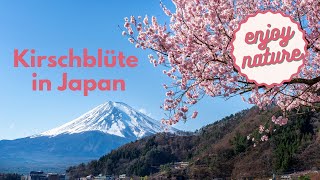 🇯🇵 Kirschblüte🌸💮 Cherry Blossom in Japan, Information in Caption ⬇️ ⬇️