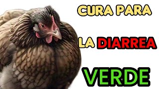 Cómo curar la DIARREA VERDE de mis GALLINAS?