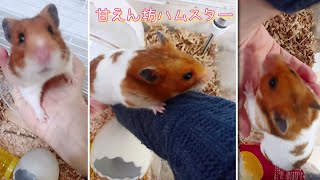 よじ登る甘えん坊ハムスター