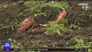 R대전/제주]코로나 한약 치료제 + 월동채소 산지폐기 / 안동MBC