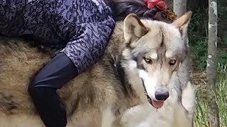 狼犬ティーガ 生後~1歳の成長