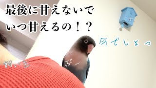 今日も遊んで甘えるインコ【ボタンインコのぶーちゃん】