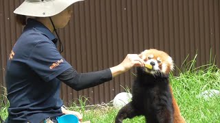 レッサーパンダ　ショウショウくん　リンゴ大好きなんだよね　【のんほいパーク】Red panda Shosho-kun Toyohashi Zoo