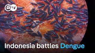How to curb the surge of Dengue Fever? | DW News