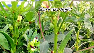 ভারত বাংলাদেশ বিখ্যাত ঢেঁড়স বা ভেন্ডি চাষ হাইব্রিড জাতের 😱