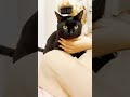 猫をブラッシングしてみたら shorts