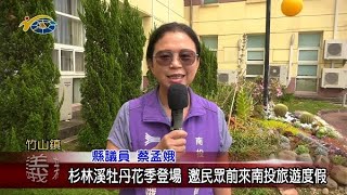 杉林溪牡丹花季登場 議員蔡孟娥邀民眾前來南投旅遊度假