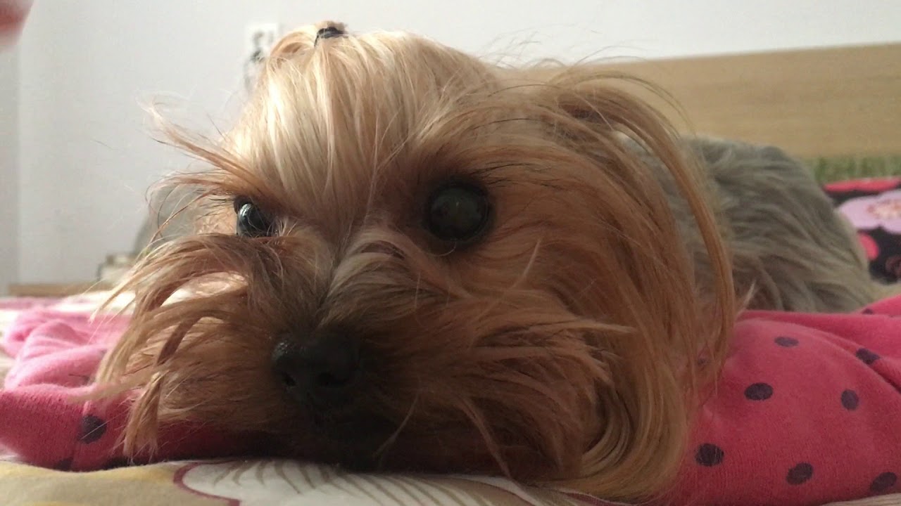 Angry Yorkie Youtube