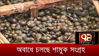 পাবনার বিলে অবাধে চলছে শামুক সংগ্রহ | News | Ekattor TV