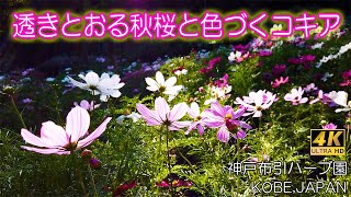 【4K】神戸布引ハーブ園 🌼コスモス・💗コキア（Kobe Nunobiki Herb Garden \u0026 Ropeway）