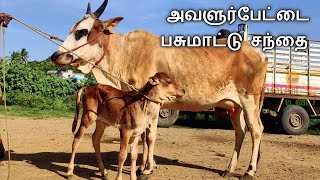 Cow market avalurpet @tiruvannamalai | jp Tamil tv