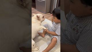 子供嫌いの愛犬がオヤツ誘惑には勝てずに3歳児に従う瞬間 #保護犬 #shorts