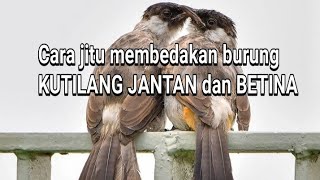 Playtube Pk Ultimate Video Sharing Website