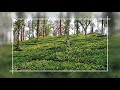 the beauty of gudalur tea estate ഗൂഡലൂർ തേയില തോട്ടം