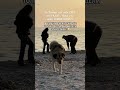 ПОЧЕМУ В ТУРЦИИ ТАКИЕ ГИГАНТСКИЕ СОБАКИ И КОТЫ турция2025 giantdog biganimals istanbultourism