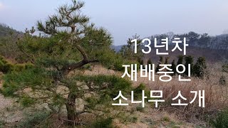 조형소나무전지전정방법 2020편(수형의 균형.교정)johyeong pine tree