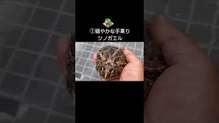 ①穏やかな手乗りツノガエル2024.7.5#frog #pacmanfrog #クランウェルツノガエル #ツノガエル