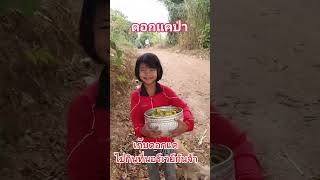 ดอกแคป่ากับเมนูอั่วดอกแคป่าโกอินเตอร์ #คนไทยในต่างแดน #เมียฝรั่งนอร์เวย์