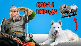 СВЯТОРУССКИЙ ВОЙ – Новая порода собак 🐶 Все породы собак – Критический обзор