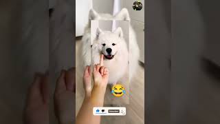 Dog got angry😂 due to middle finger😂❤️ #shorts #youtubeshorts #dogs #cute #puppy #cutedogs #pets