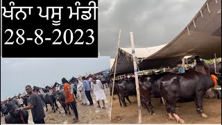 #ਖੰਨਾ ਪਸੂ ਮੰਡੀ।  28-8-2023#