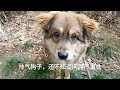 初看不知狗子香，再看已成乡下犬