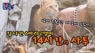 집 나간 6마리 고양이! 14시간 만에 잡았습니다./ \