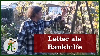 Rankgerüst aus einer alten Leiter