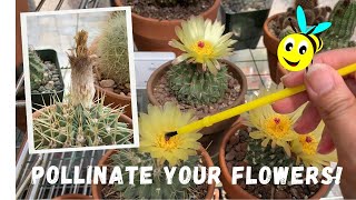 How to Pollinate a Cactus Flower (from flower to seeds)