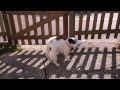 amazing dog tricks by katrin original video