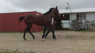 Hurricane Emily - 5 yr old TB mare approx 16 - 16.1