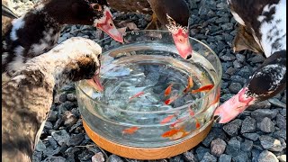 Young Ducks See Goldfish for the First Time