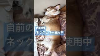 【コーギー】首をギュッとして睡眠中💤 #shorts #corgi