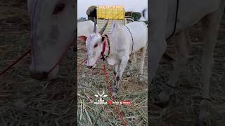 ಪುಲ್ ಕರೆಂಟ್ ಹೋರಿ || full Garam konda at ammangi pradarshan #cow #bailgadasharyat #trendingshorts