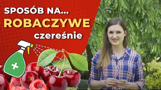 Robaczywe wiśnie i czereśnie — nasionnica trześniówka — 5 metod zapobiegania