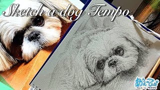 【犬を描く03】シーズー犬「てんぽ」さんをスケッチ Sketch a dog【3分動画】