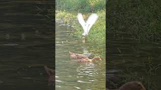 鸭群里飞来一只什么鸟！An egret flies｜可爱的鸭子视频｜白鹭｜#duck #鸭子 #cute