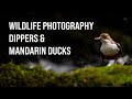 Photographing DIPPERS & MANDARIN DUCKS in the PEAK DISTRICT - Wildlife Photography - OM System OM-1