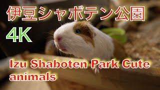 【伊豆シャボテン動物公園】4K　カピパラも　その他も可愛い動物　Izu Shaboten Park Cute animals