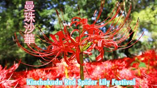 Kinchakuda Red Spider Lily Festival/巾着田曼珠沙華まつり/Tokyo Tourism Series．