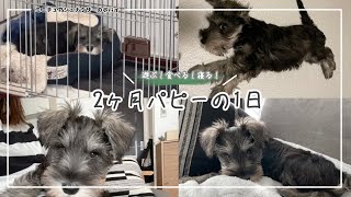 【パピーの1日】羨まし過ぎる！？　2ヶ月パピーの1日に密着してみた。