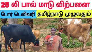 தமிழ்நாட்டில் யாரும் தர முடியாத குறைந்த விலையில் / பால் மாடு விற்பனை #பால்மாடு #பசுமாடு #cow #sale