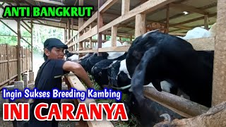 Cara Breeding Kambing Biar Cepat Hasil Dan Cepat Balik Modal