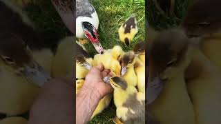 Downside of Muscovy ducks and why they don't affect me