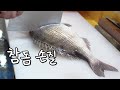 파닥파닥 힘좋은 참돔을 손질하는 수산시장 상인 [4k] korean fish market pagrus major fillet