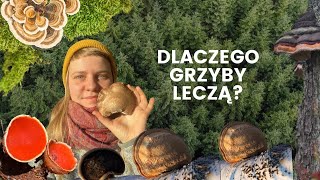 Dlaczego grzyby leczą? Fragment kursu Zimowe Grzyby