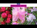 Rhododendron Varieties A to Z